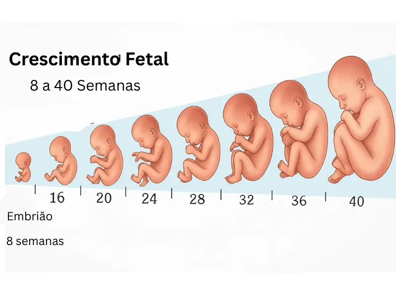 Calculadora tamanho do feto